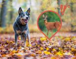 Hund im Herbst