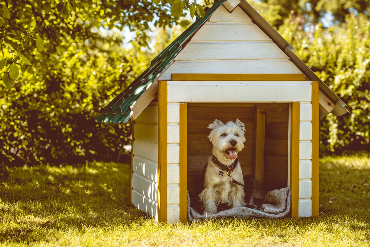 Hund in Hundehütte