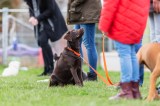 Hund bei Hundeschule