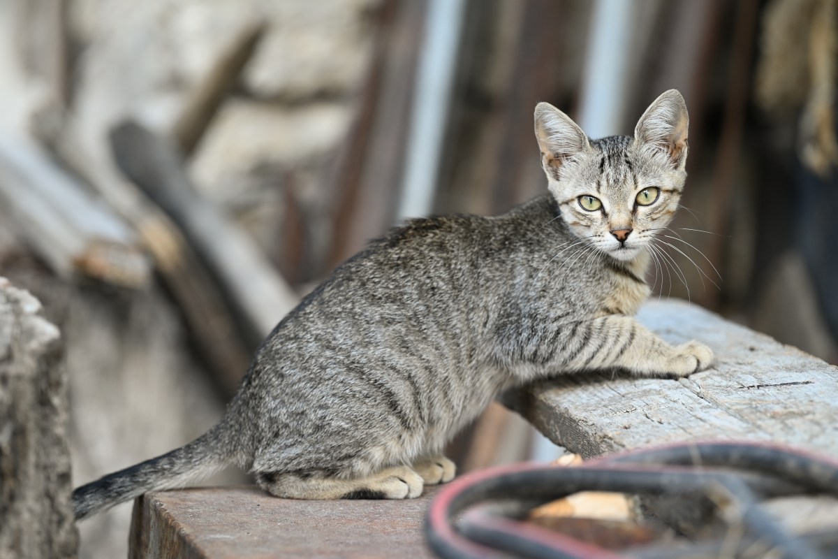 Kanaani Katze liegt in der Natur