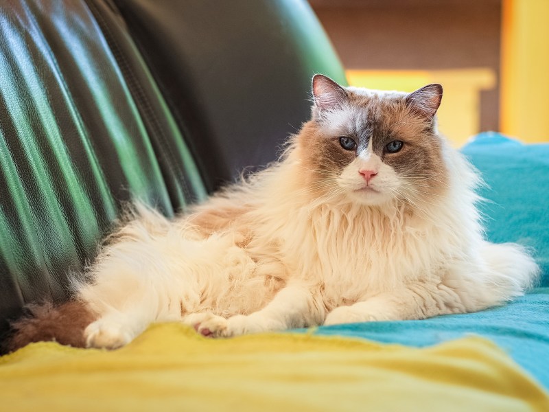 Katze hat Arthrose und liegt auf dem Sofa