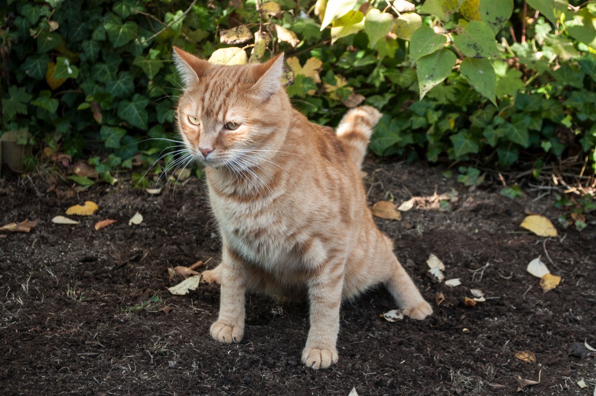 Katze verrichtet Geschäft im Garten