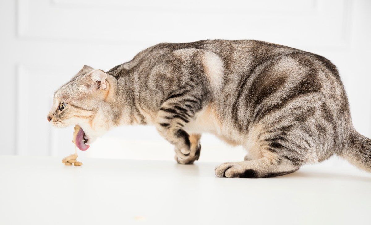 Katze erbricht Futter