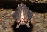 Fledermaus hÃ¤ngt kopfÃ¼ber in einer HÃ¶hle