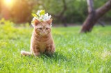 Katze sitzt mit Blumenkranz auf dem Rasen