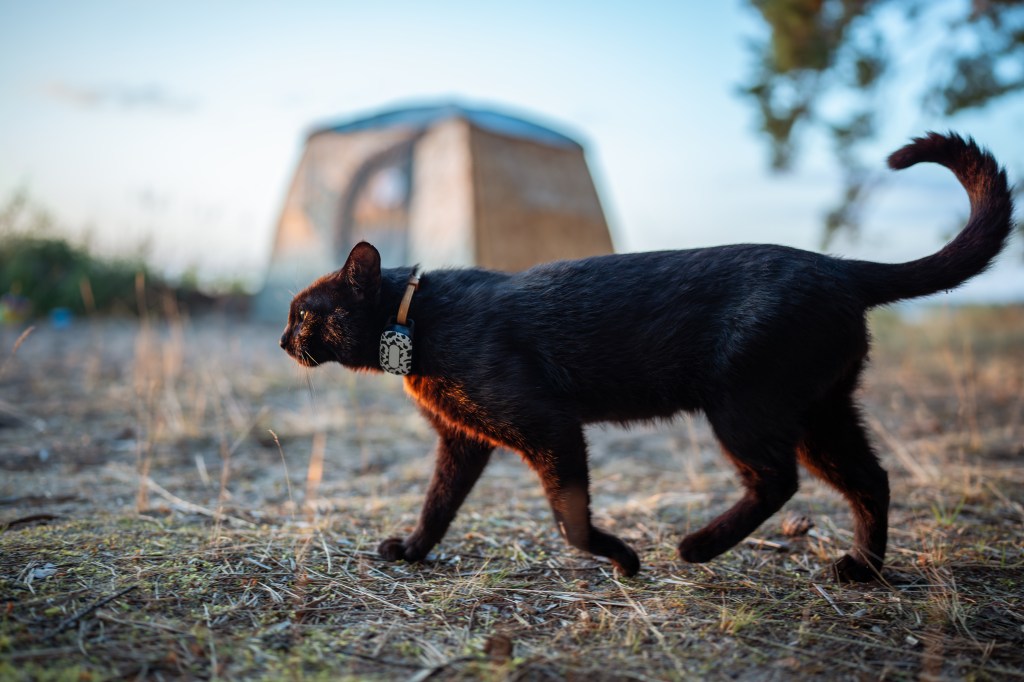 Katze läuft mit einem GPS Halsband herum