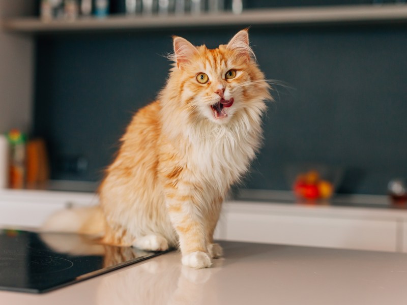 Katze sitzt auf der heißen Herdplatte