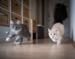 Katzen rennen über den Fußboden