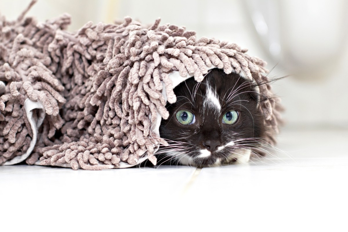 Katze unter einem Teppich versteckt