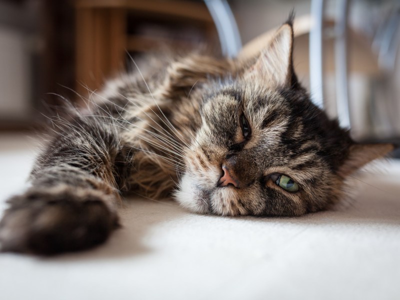 Katze liegt auf dem Boden