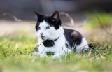 Katze sitzt im Gras mit GPS Tracker