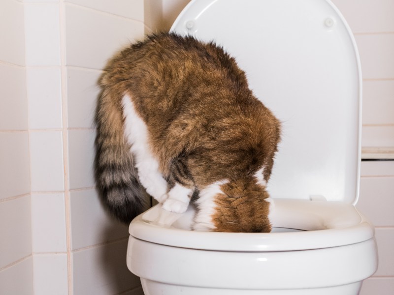 Katze trinkt aus der Toilette