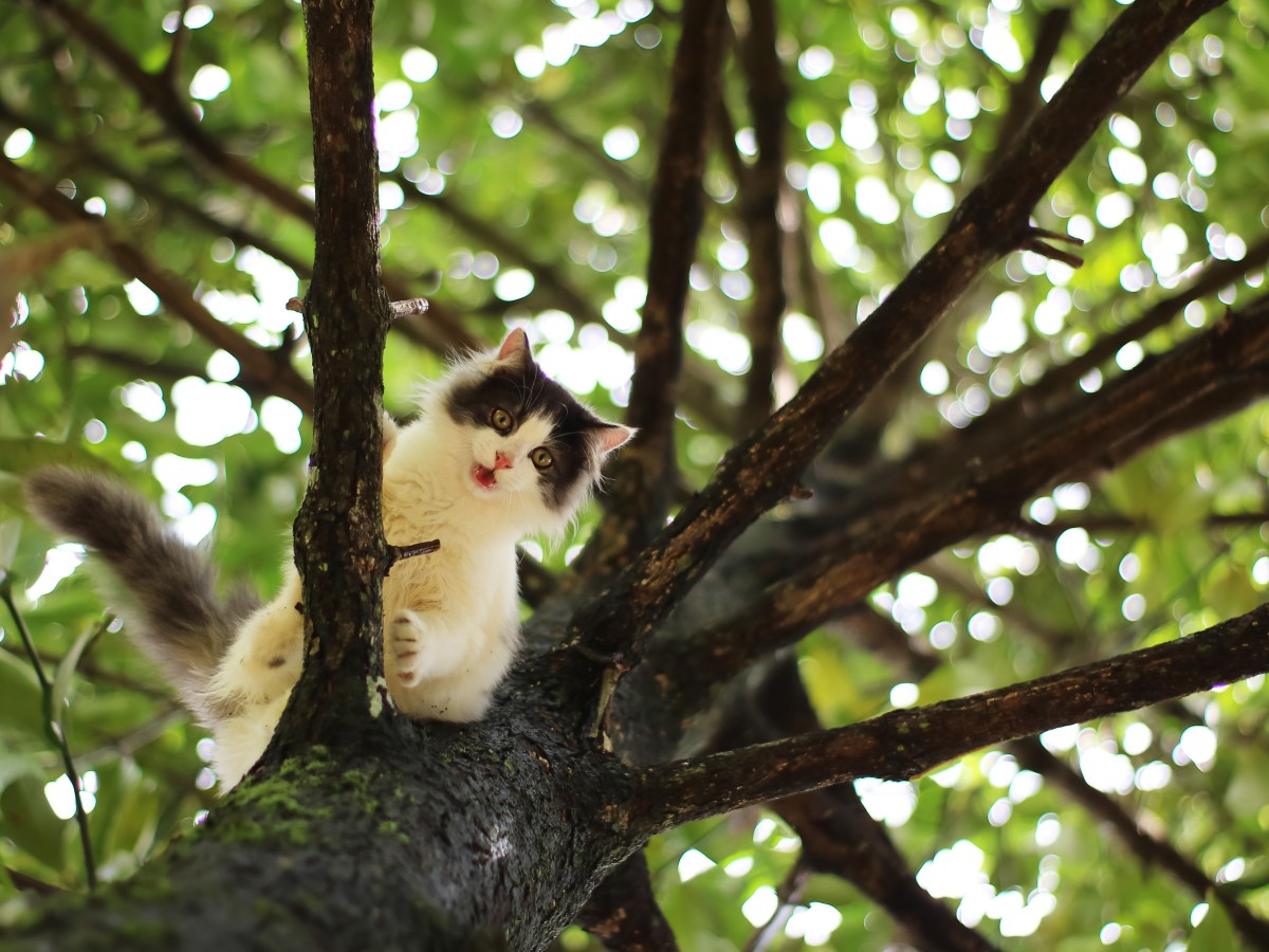 Katze sitzt in der Baumkrone fest