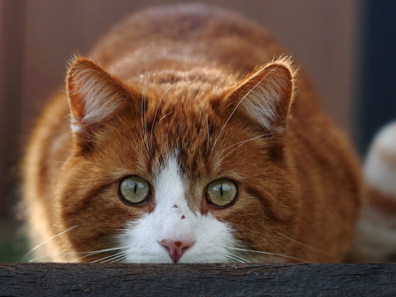 Katze liegt auf der Lauer und hebt Po