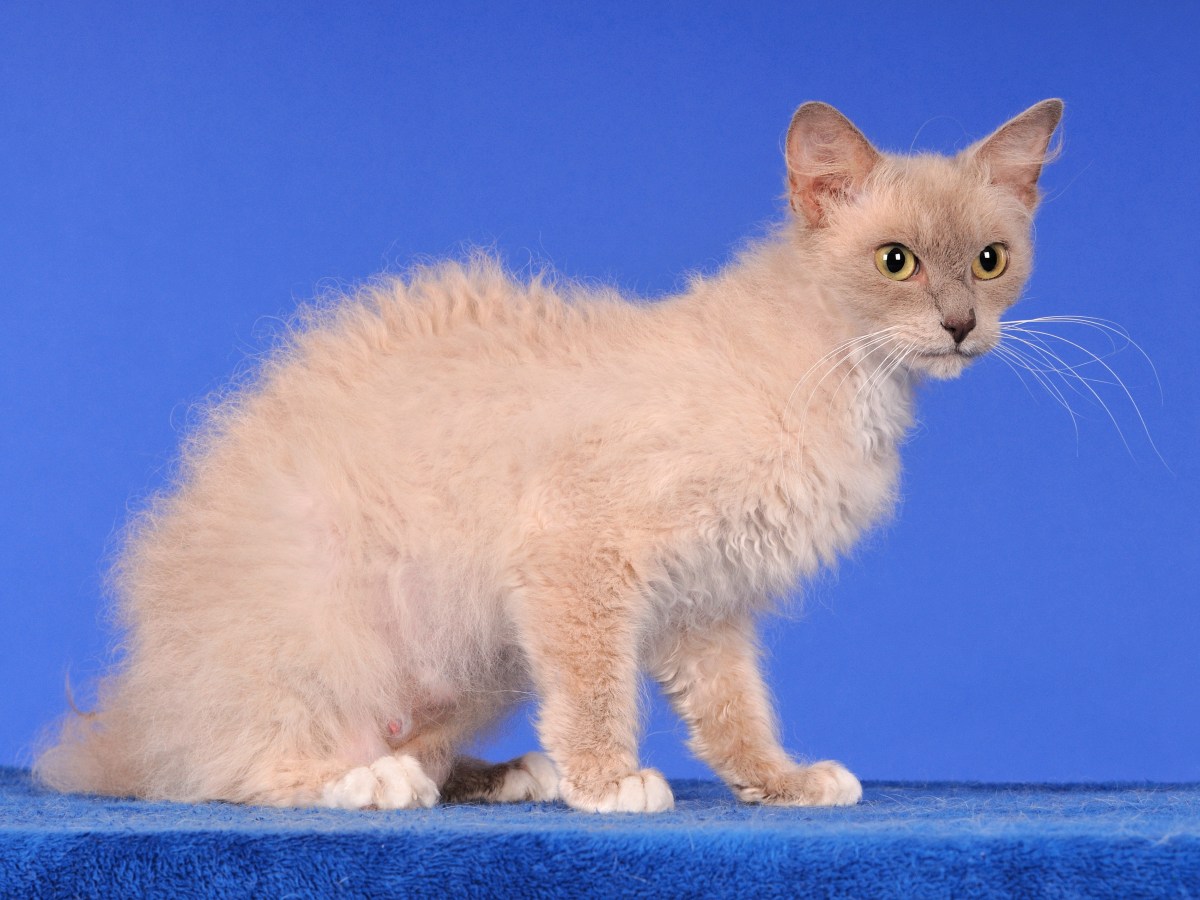 Wie frisch aus dem Lockenstab: Die LaPerm Katze wird dich umhauen