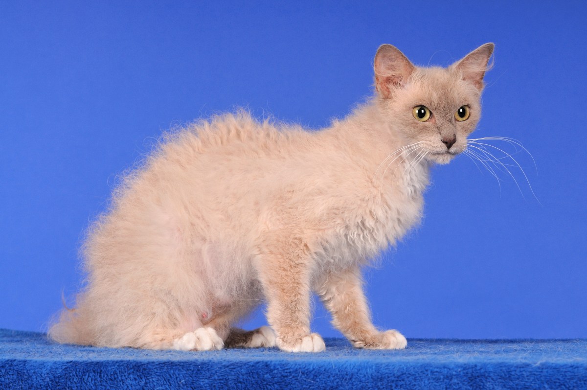 LaPerm Katze stehend vor blauem Hintegrund