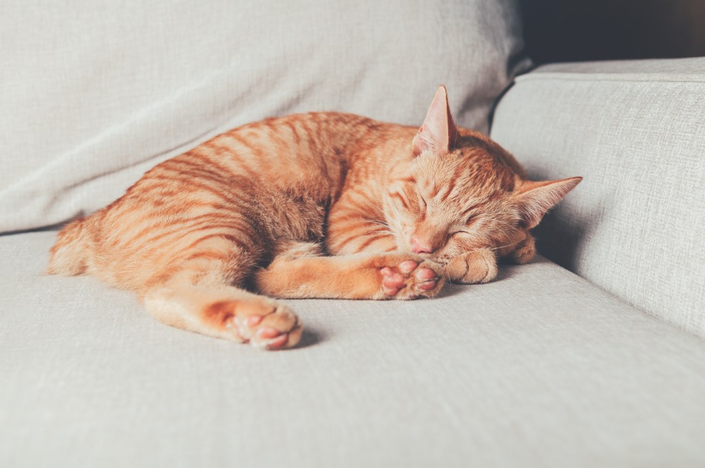 Rote Manx Katze liegt auf dem Sofa