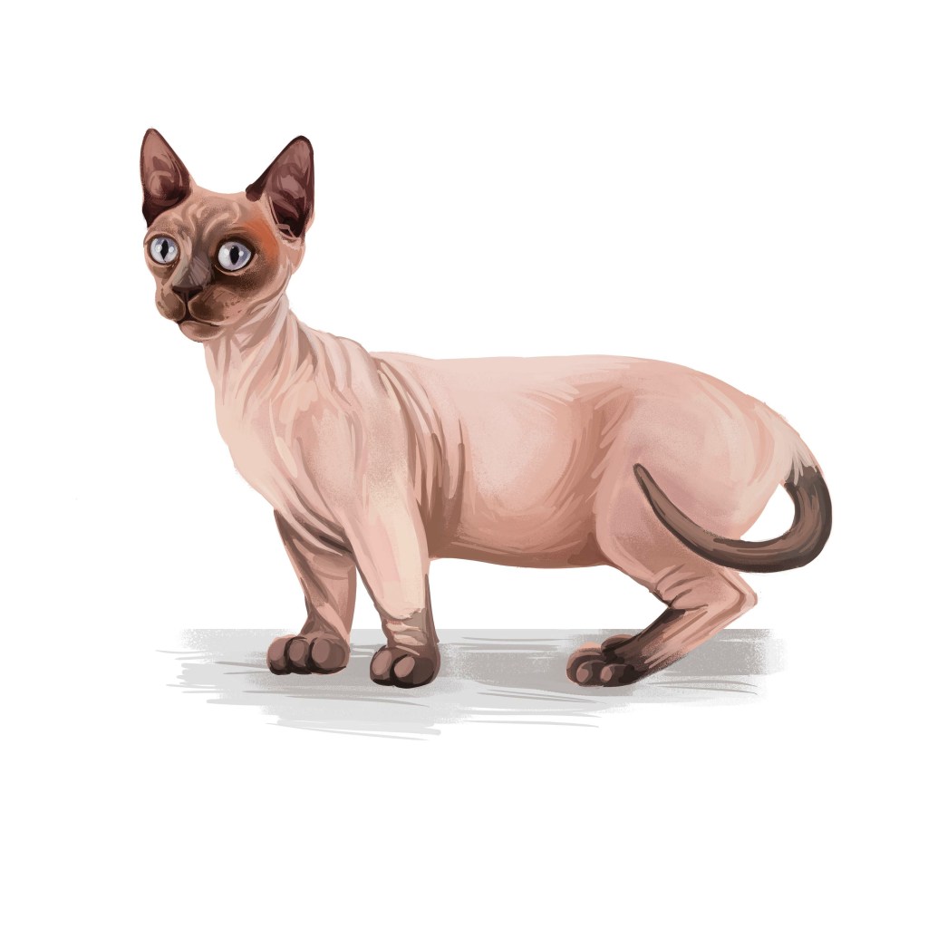 Minskin Katze gemalt