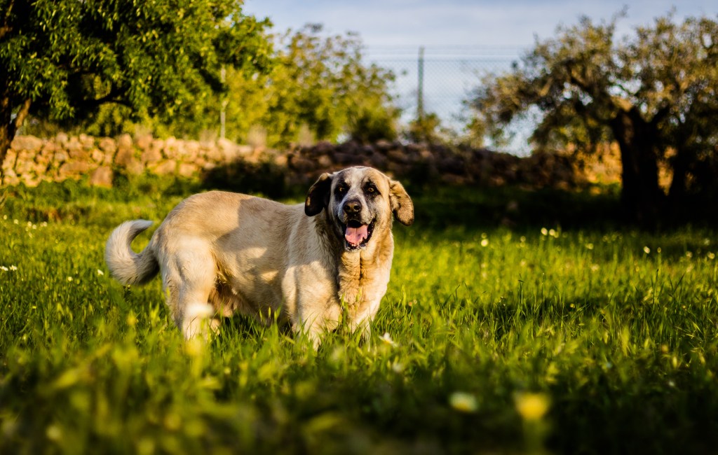 Rafeiro Do Alentejo