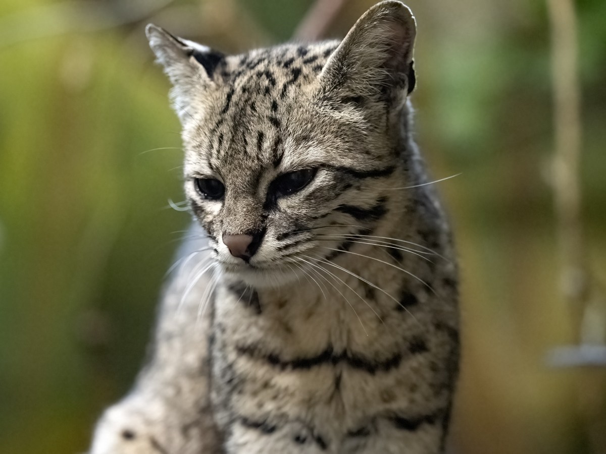 Gibt es die Safari Katze wirklich? Alles zur seltensten Hybridkatze der Welt