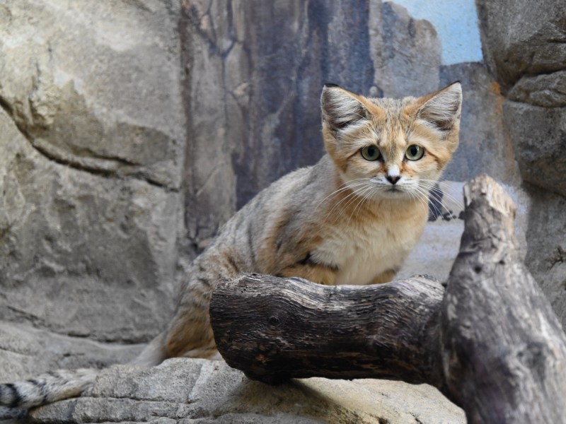 Sandkatze sitzt auf einem Felsen