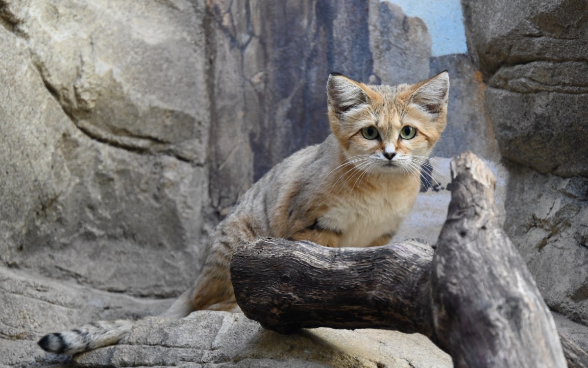 Sandkatze sitzt auf einem Felsen