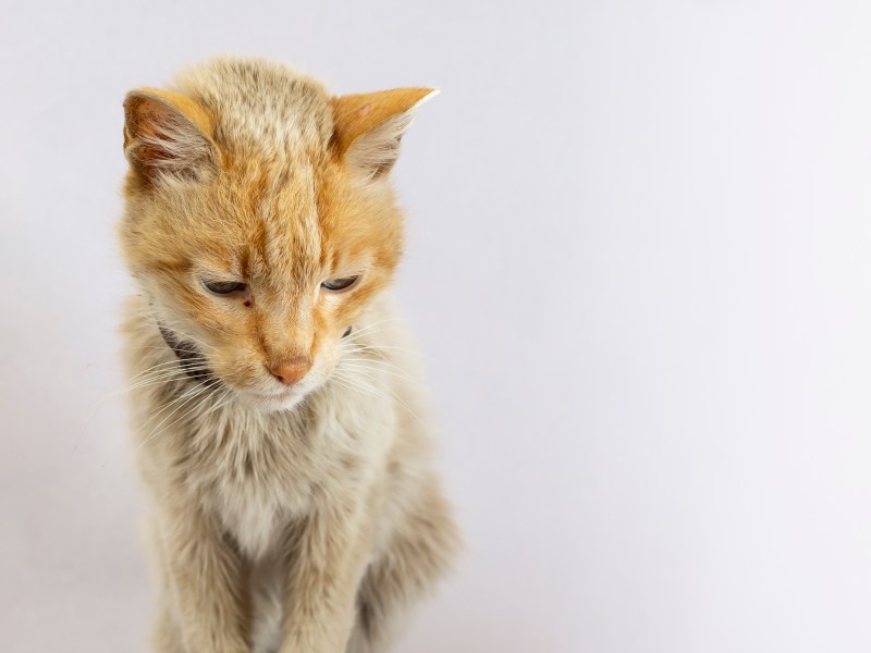 Dünne, rote Katze sitzt und schaut auf den Boden