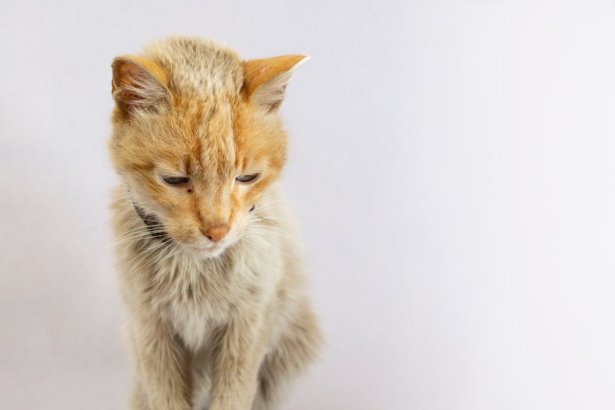 Dünne, rote Katze sitzt und schaut auf den Boden