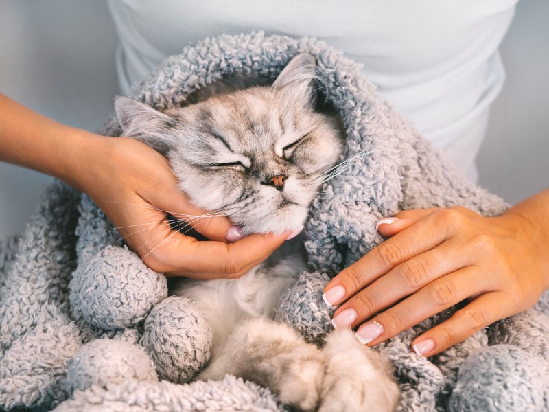 Katze ist dick eingepackt in einer selbstwärmenden Decke