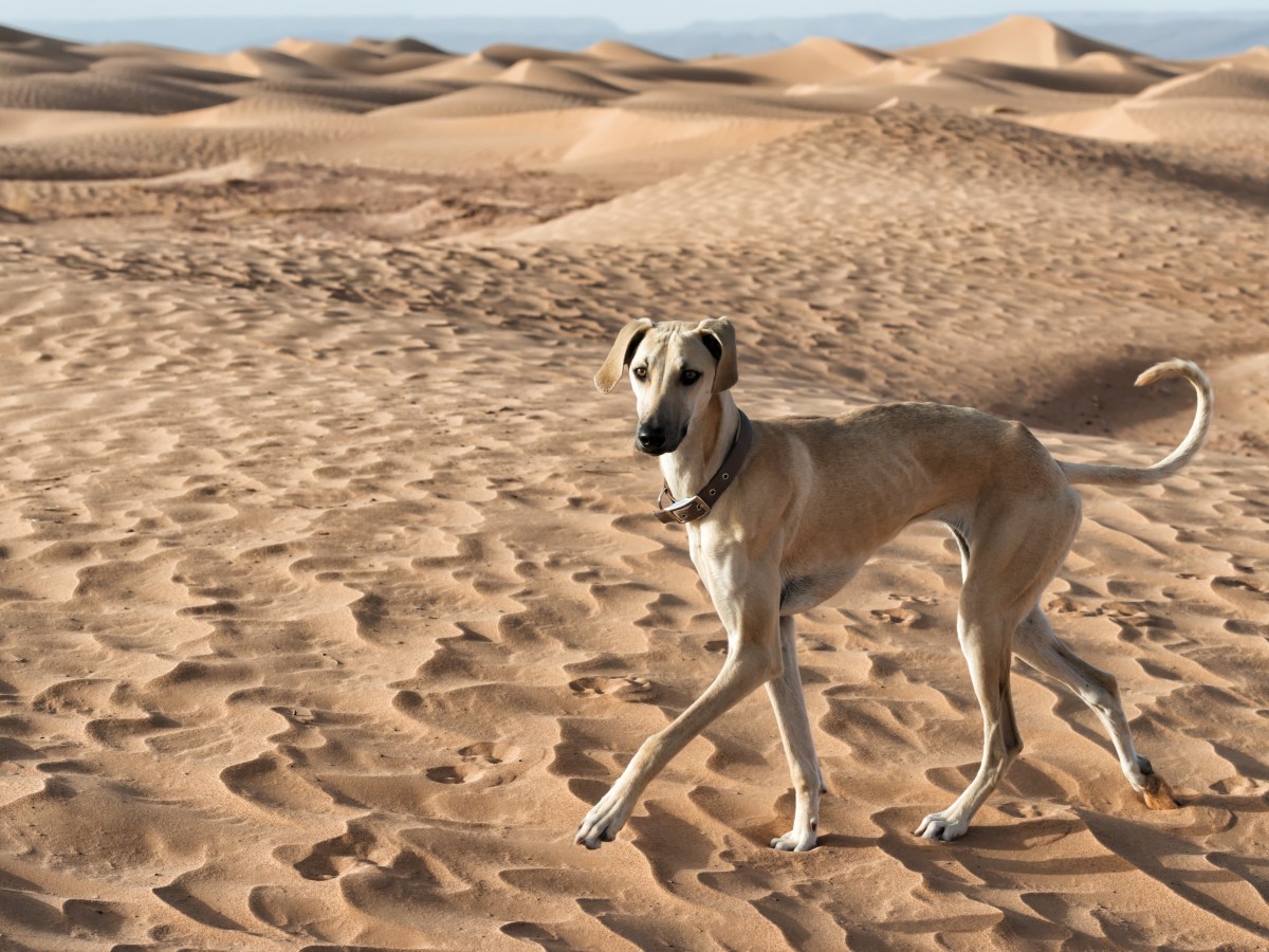 Sloughi Steckbrief: Alles über den Arabischen Windhund – Charakter, Pflege & Haltung