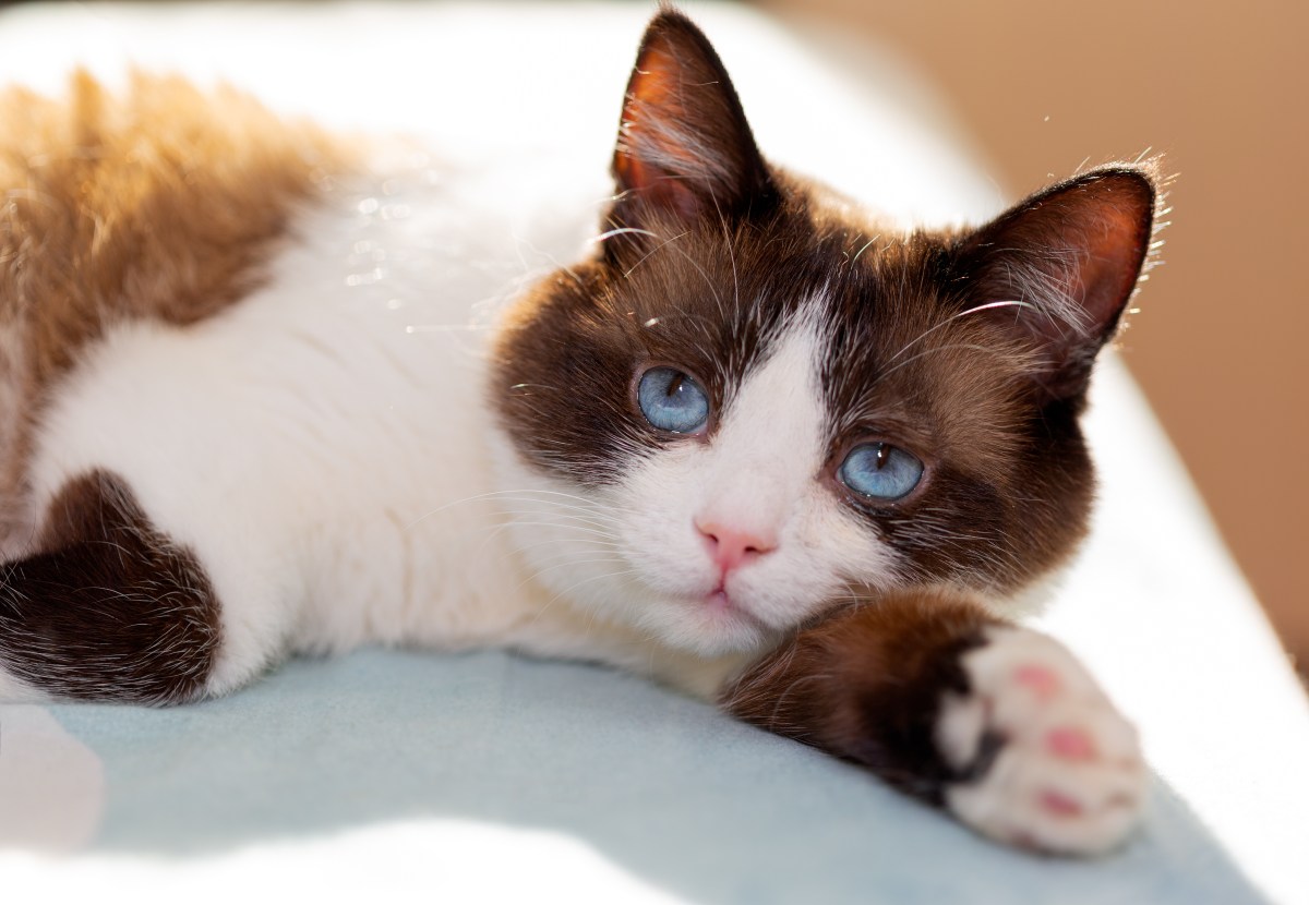 Snowshoe Katze liegt auf der Seite