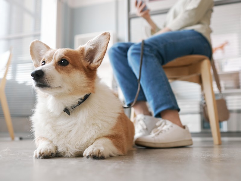 Hund wartet beim Tierarzt