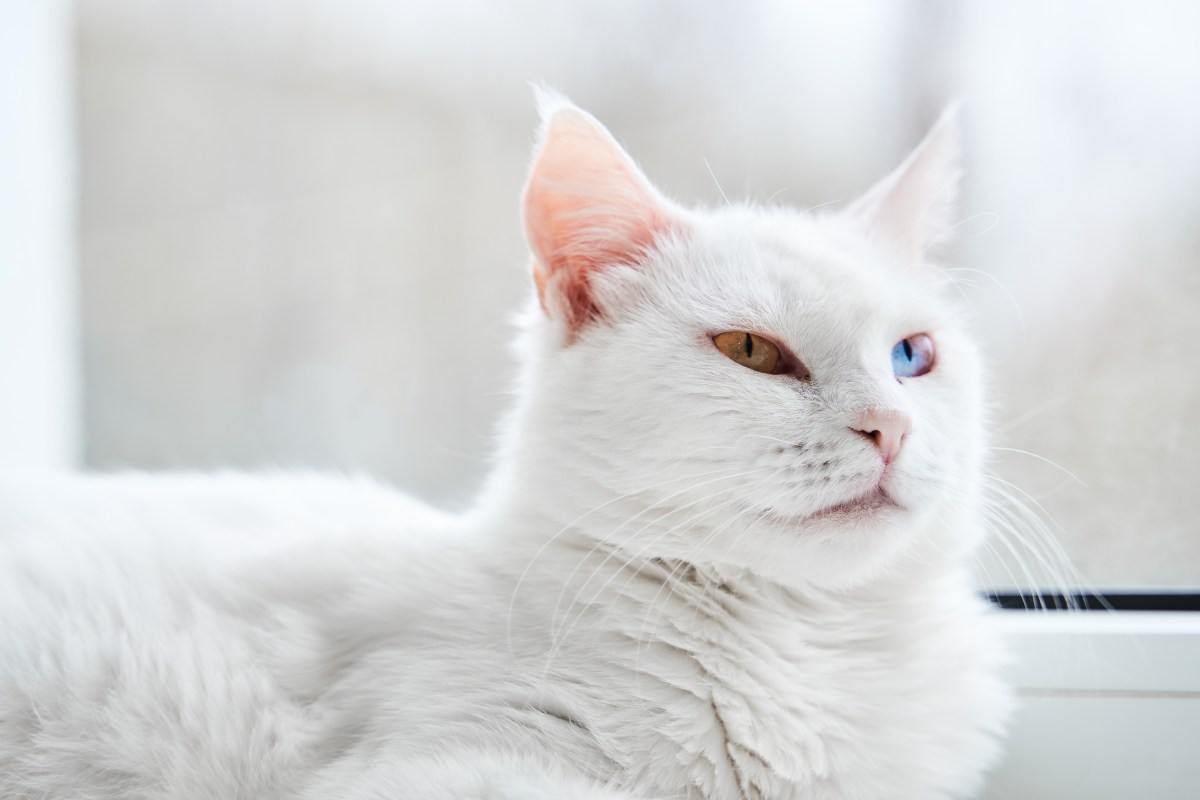 Türkisch Angora liegt auf einer Fensterbank