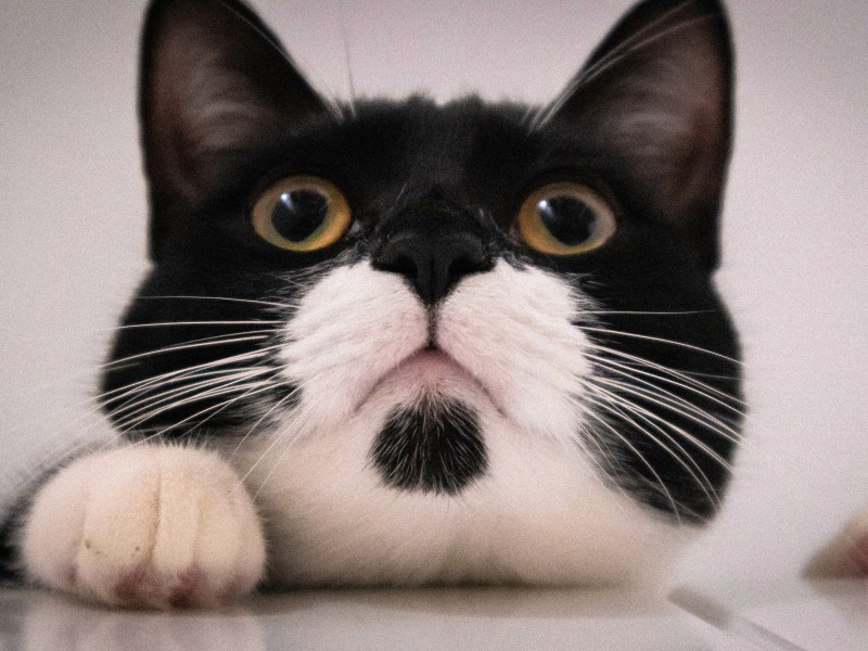 Tuxedo Katze in schwarz weiß im Portrait