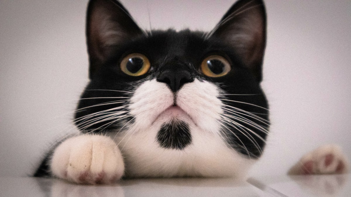 Tuxedo Katze in schwarz weiß im Portrait