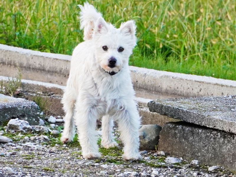 Westiepoo