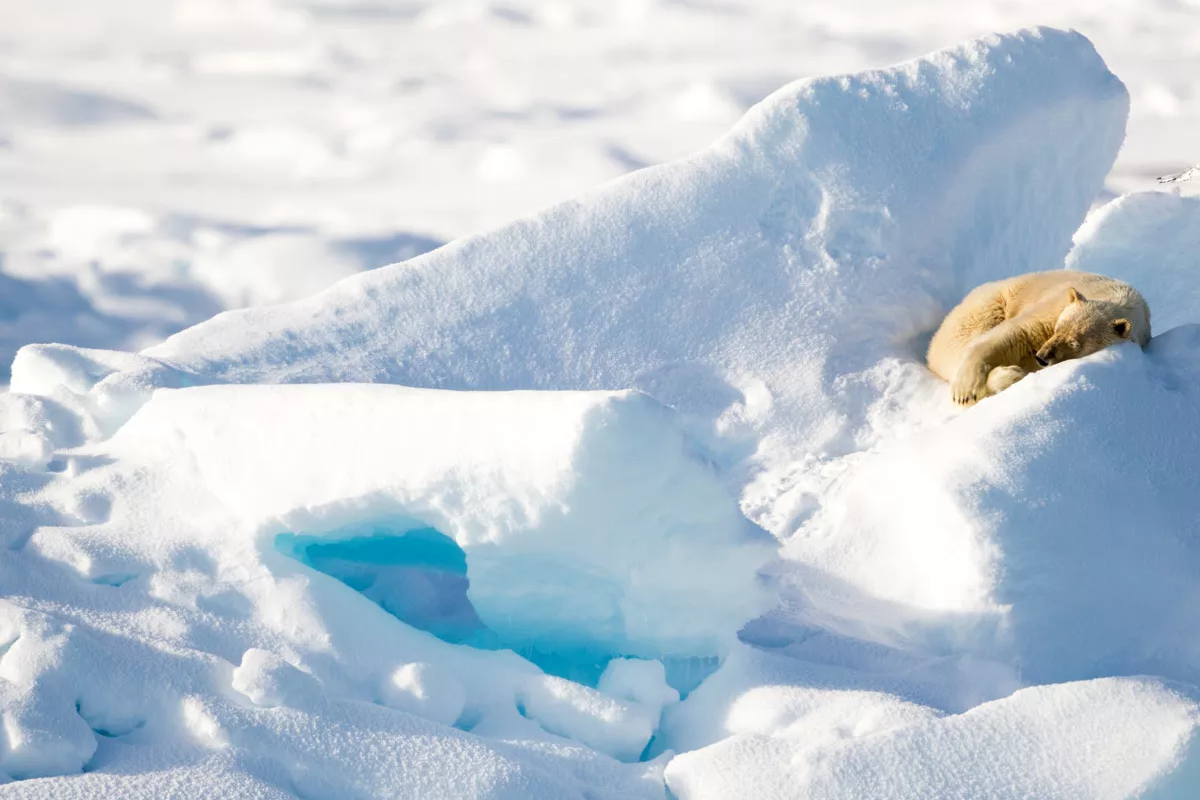 Eisbär in Spitzbergen, Arktis, Norwegen.