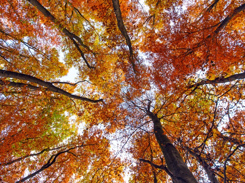 Du willst den besten Indian Summer in Deutschland erleben? Wir wissen, wo dies möglich ist.