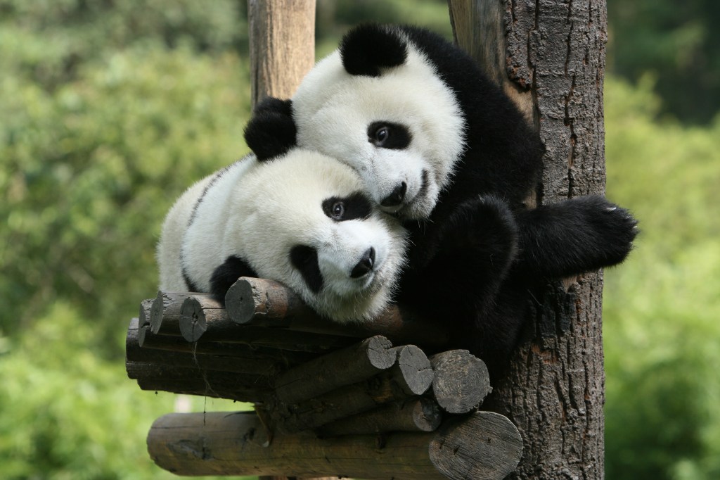 Für zwei Pandas ging es von China in einen Zoo in den Niederlanden.