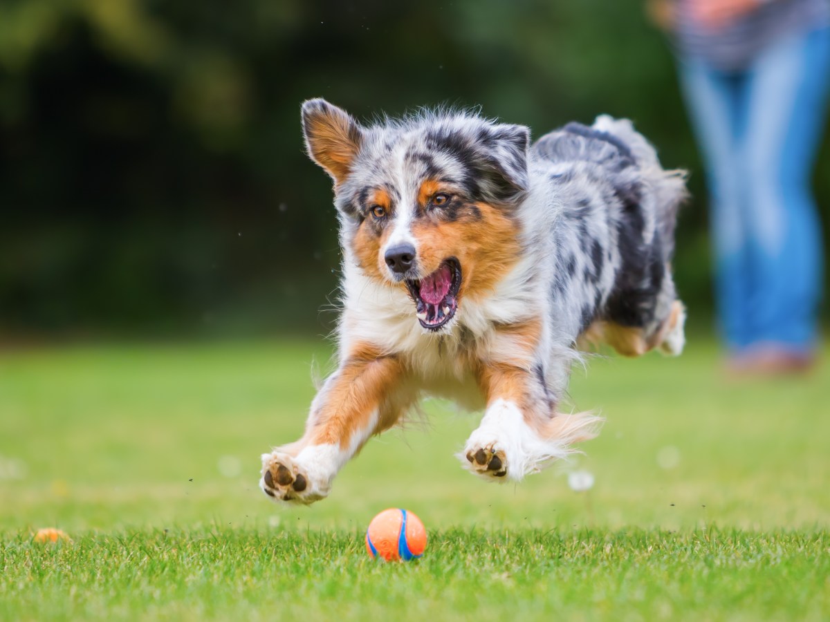 â€žHilfe, mein Hund ist spielsÃ¼chtig!â€œ: So kannst du ihn bremsen