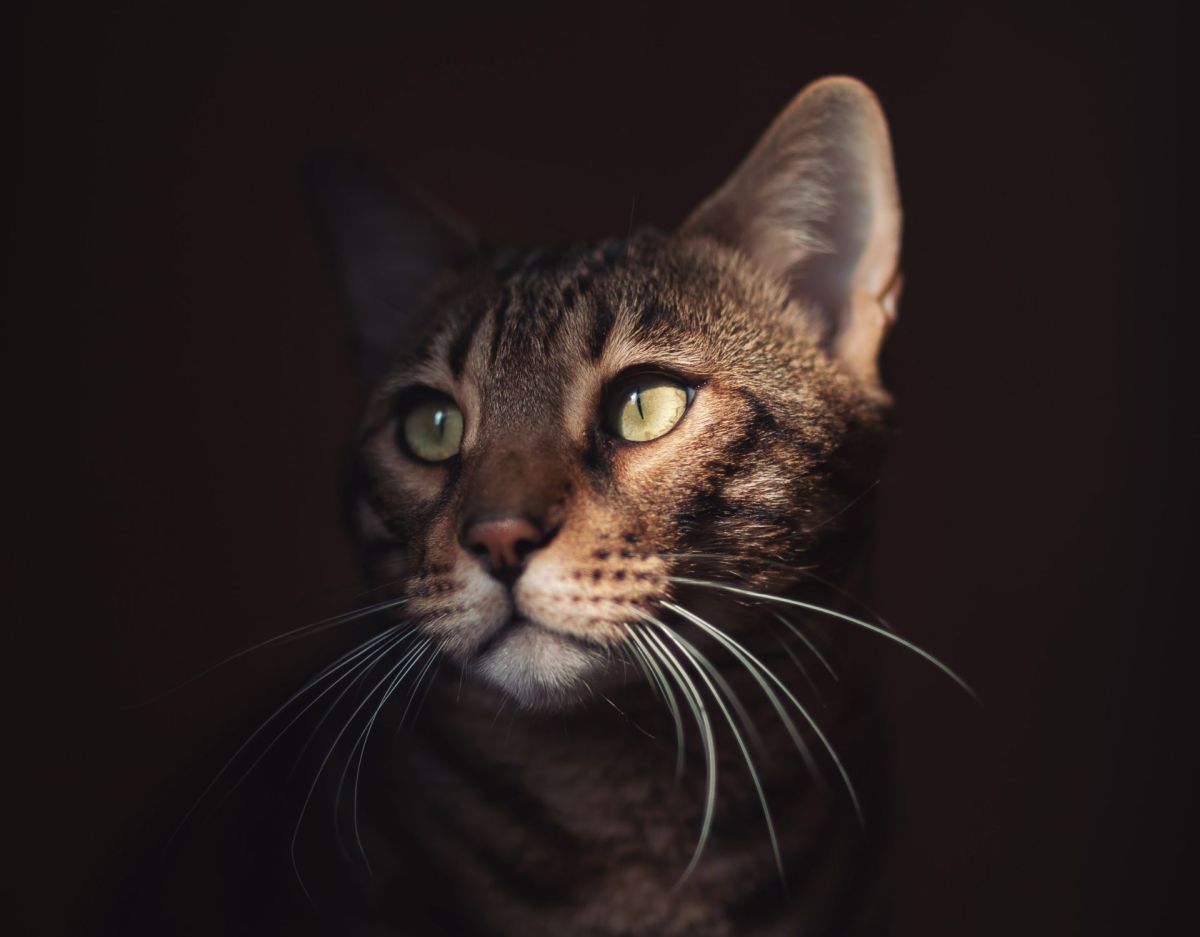 Katze Portrait mit Schatten angeleuchtet