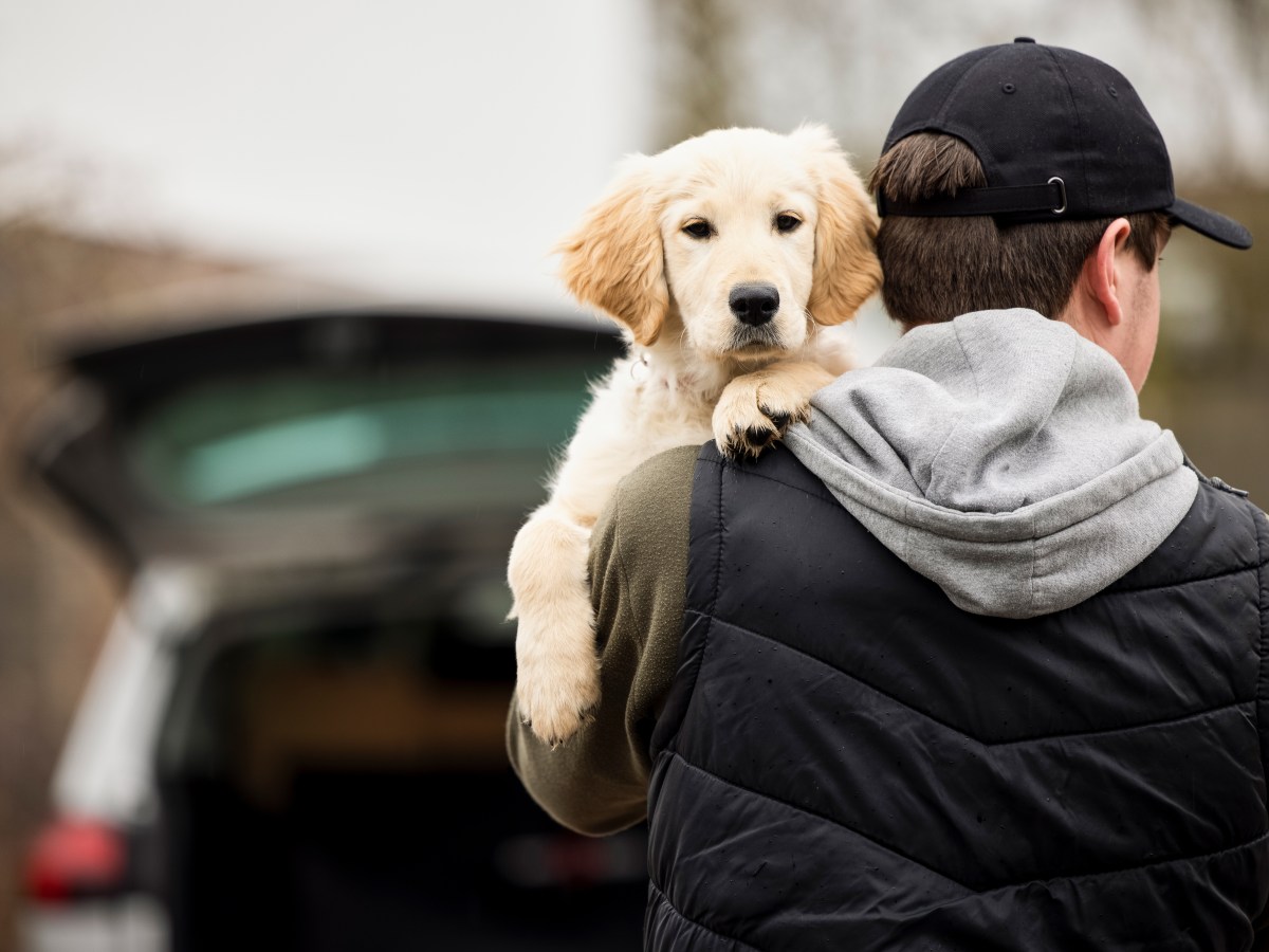 Dognapping: Diese Hunde werden am häufigsten gestohlen – und so schützt du sie