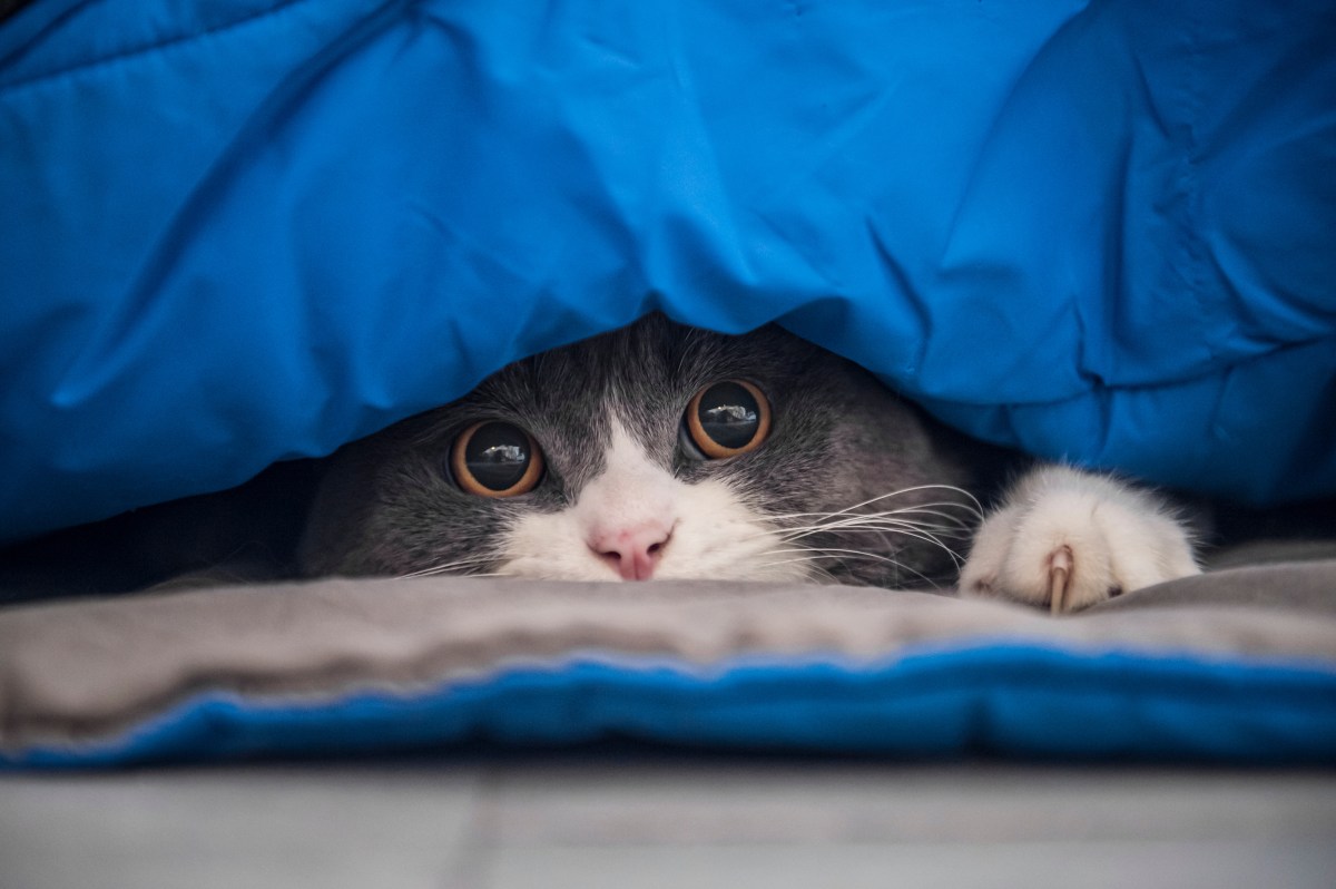 Katze mit weiten Pupillen versteckt sich unter Decke