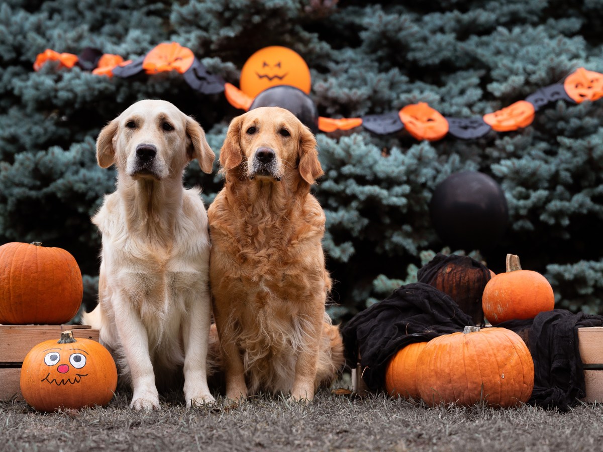 Halloween-Party mit Hund: 4 Tipps, mit denen es fÃ¼r Mensch & Hund entspannt wird