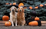 Halloween Hund