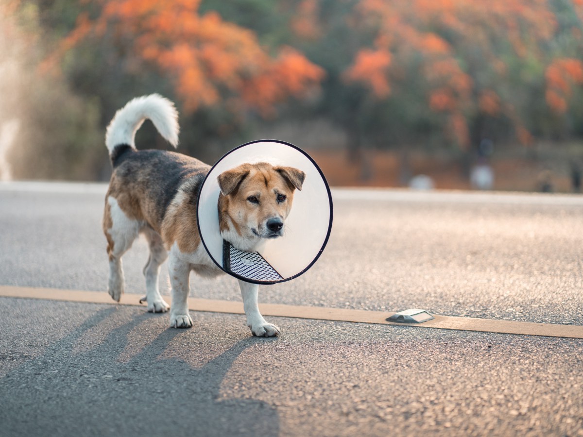 So kinderleicht bringst du deinem Hund bei, seine Halskrause zu lieben