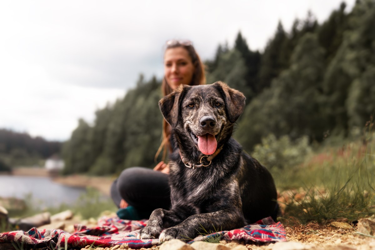 Hund mit Mensch