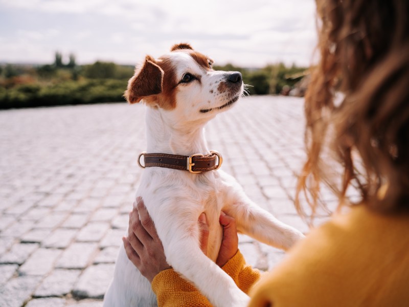 Hund schaut Frau an