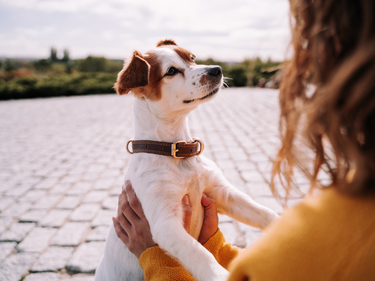 KÃ¶nnen Hunde unsere Gedanken lesen? Studie Ã¼berrascht mit Ergebnis