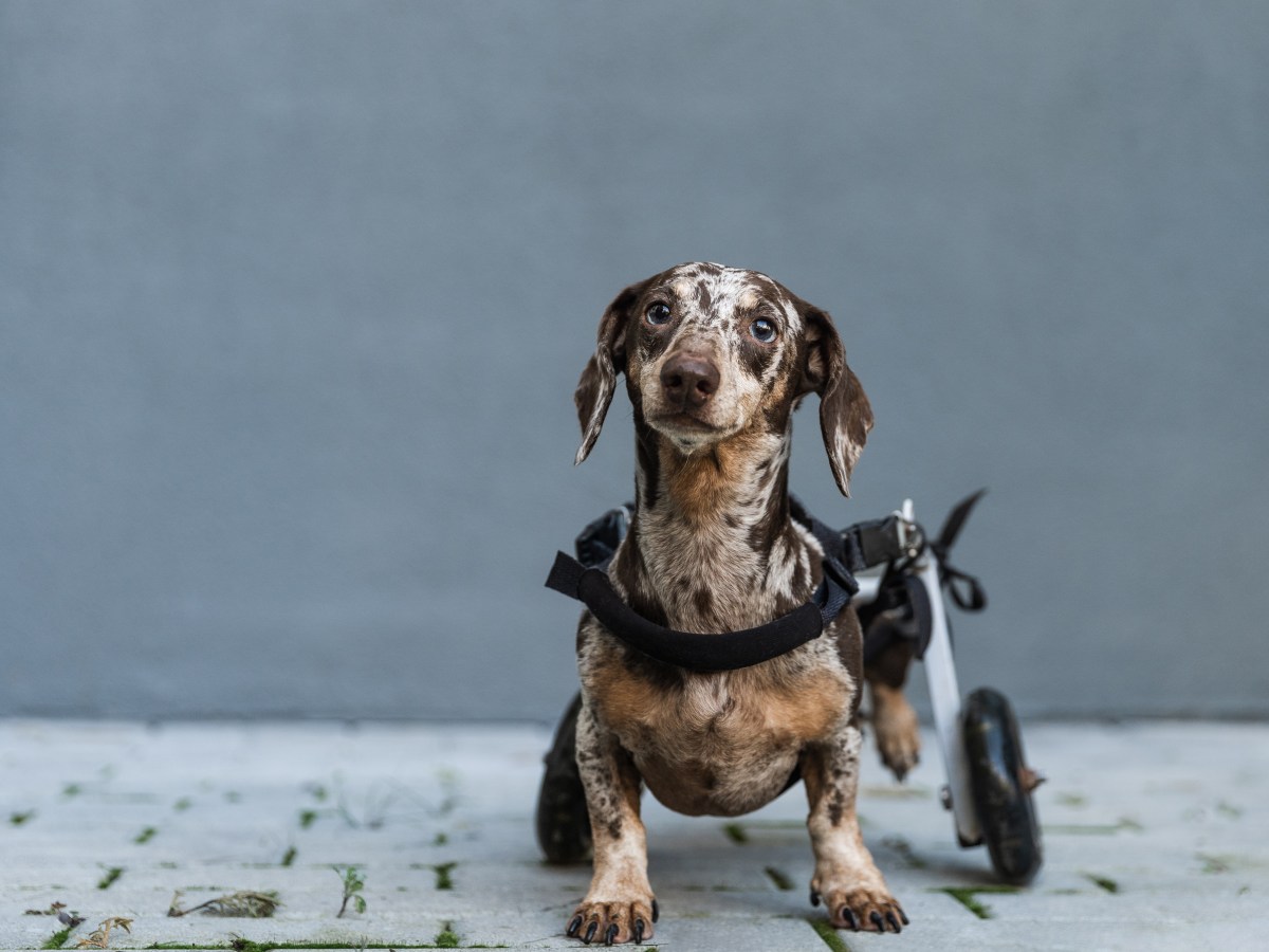 Hund mit Behinderung: Diese 4 Hilfsmittel machen ihm das Leben leichter